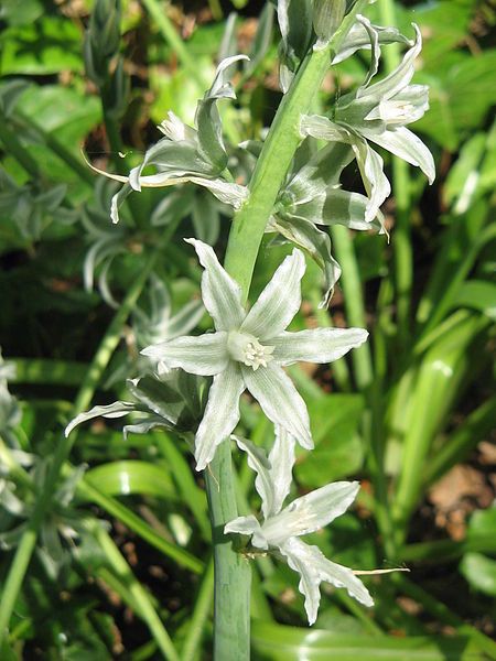 File:Ornithogalum nutans close-up2.jpg