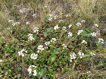 Flowering plants in subalpine habitat