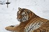 Siberian tiger