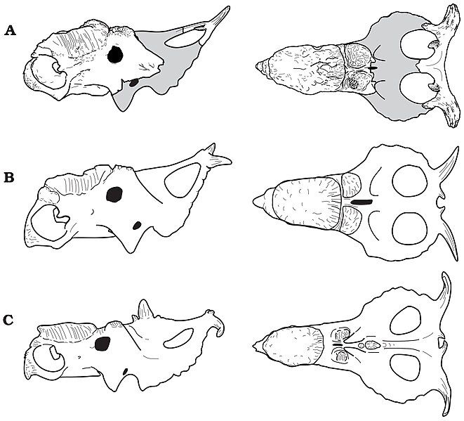 File:Pachyrhinosaurus species skulls.jpg