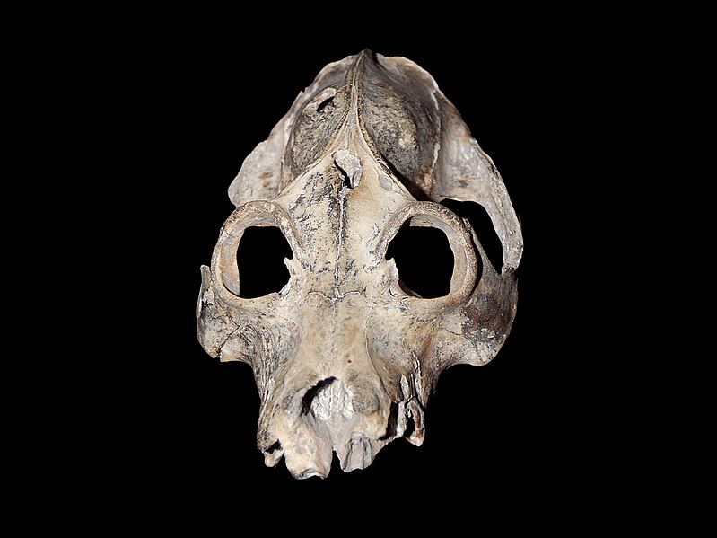 File:Palaeopropithecus maximus skull.jpg