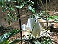 Great egret