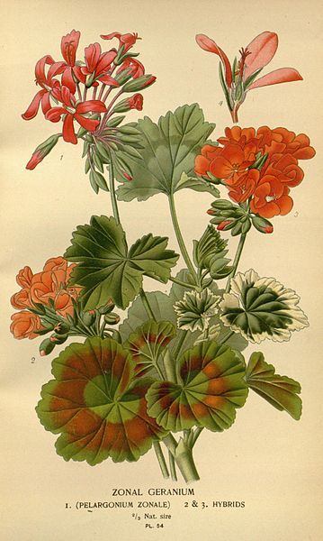 File:Pelargonium zonal flickr.jpg