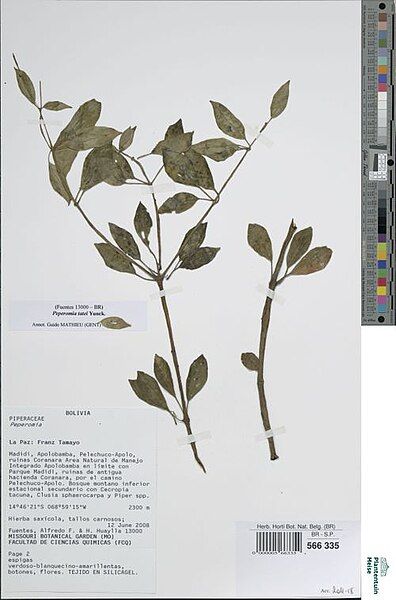 File:Peperomia tatei.jpg