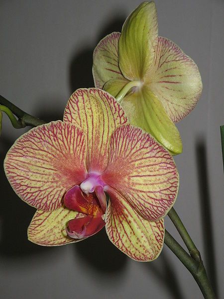 File:Phalaenopsis cv05.jpg