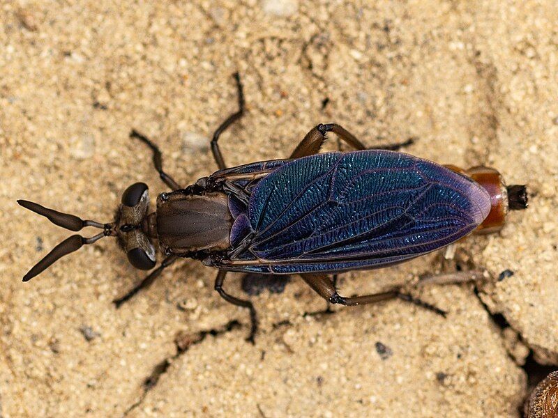 File:Phyllomydas phyllocerus.jpg