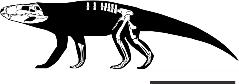 File:Pissarrachampsa skeleton.png