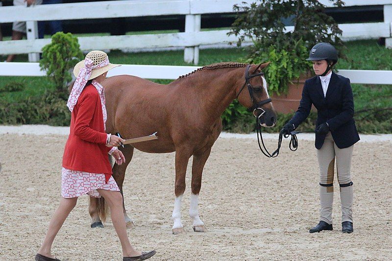 File:Pony Finals.jpg