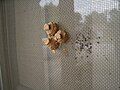 Potter wasp nests, Springdale, AR