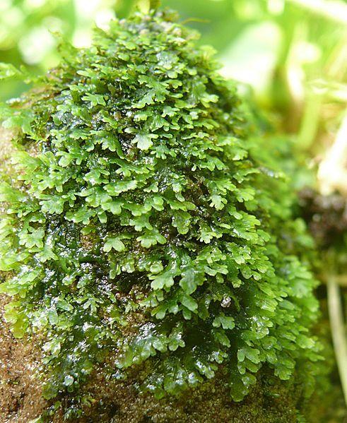 File:Riccardia chamaedryfolia 110812c.JPG