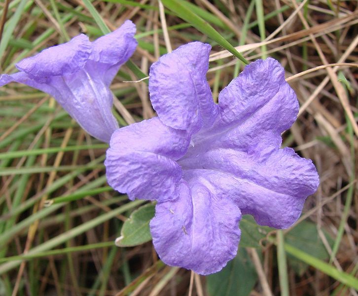 File:Ruellia geminiflora.jpg