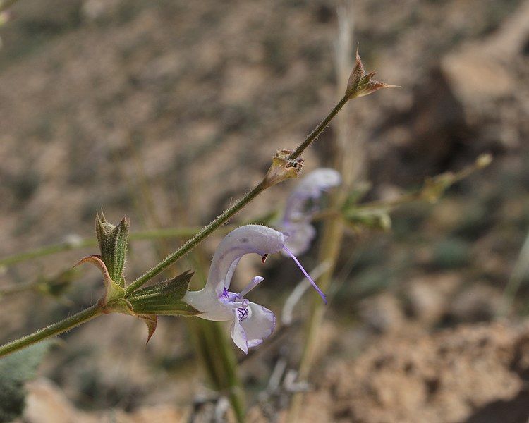 File:Salvia palaestina 2.jpg