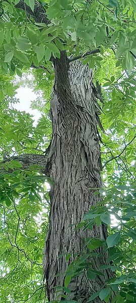 File:Shellbark trunk- Virginia.jpg