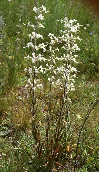 File:Silene viscosa.jpg