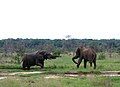 Elephants at a small pan