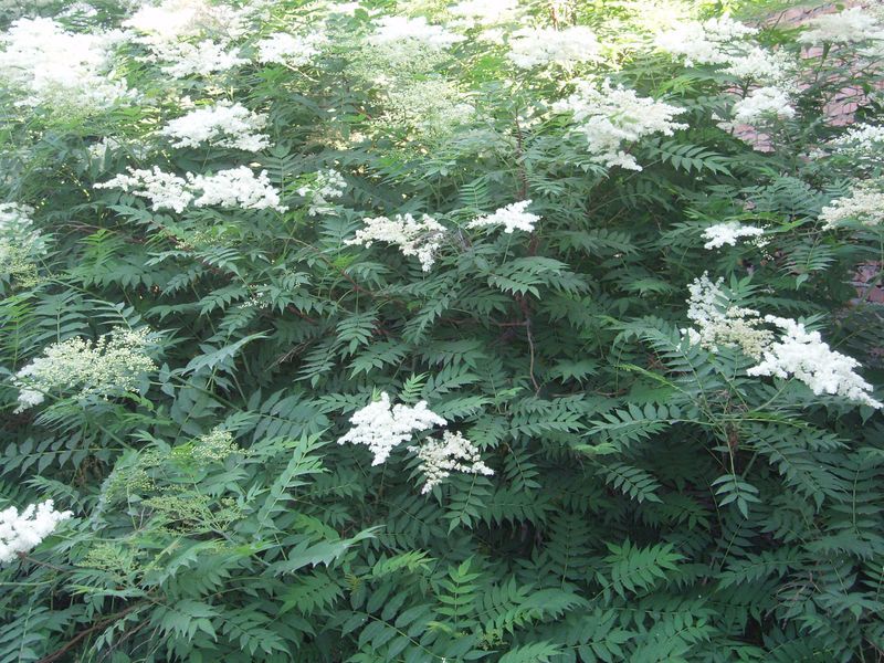 File:SorbariaSorbifolia3.jpg