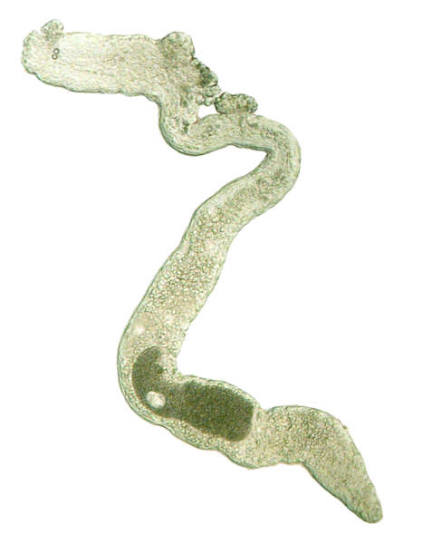 File:Sterreria martindalei.png