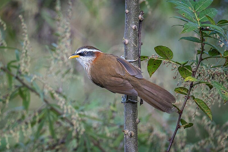 File:Streak-breasted Scimitar-Babbler cropped.jpg