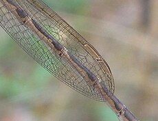 Pterostigma from both wings can be seen