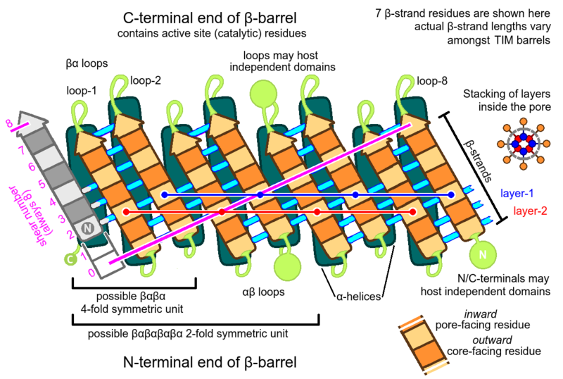 File:TIM topology.png