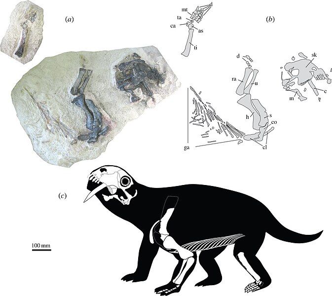 File:Tiarajudens skeleton.jpg