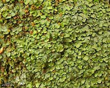 a dense growth of green, overlapping leafy/scaley structures; some greenish and brownish moss tips are poking out between the scales