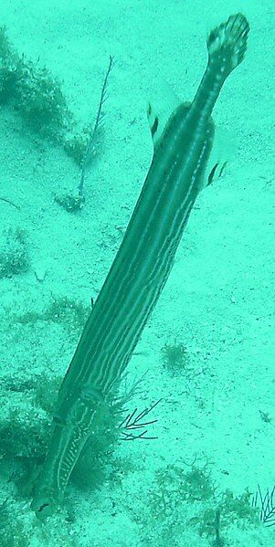 File:Trumpetfish Molasses Reef.jpg