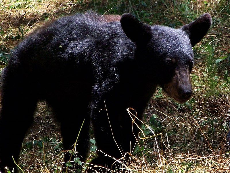 File:Ursus americanus eremicus.jpg