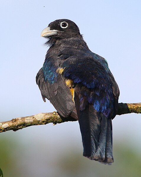 File:Western-white-tailed-trogon.jpg