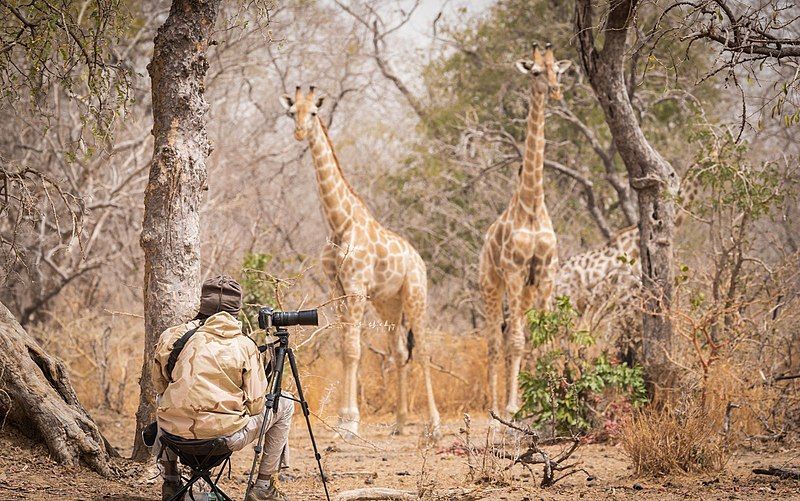 File:Wildlife photographer.jpg