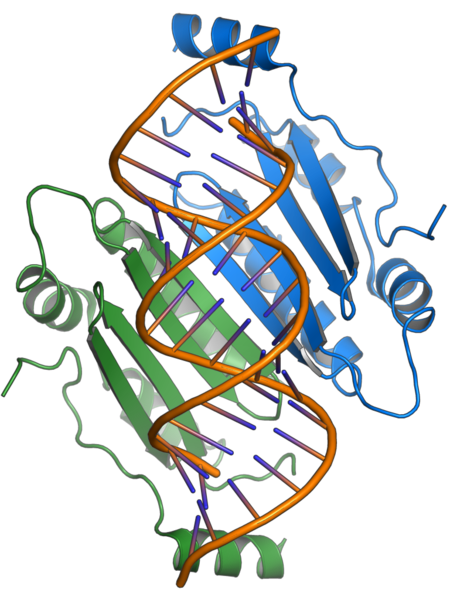 File:1R9F tombusvirus p19.png