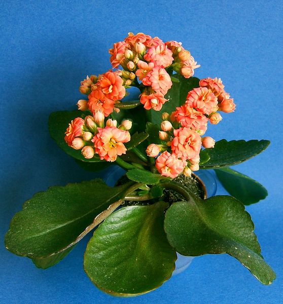 File:2007-03-19Kalanchoe blossfeldiana02.jpg