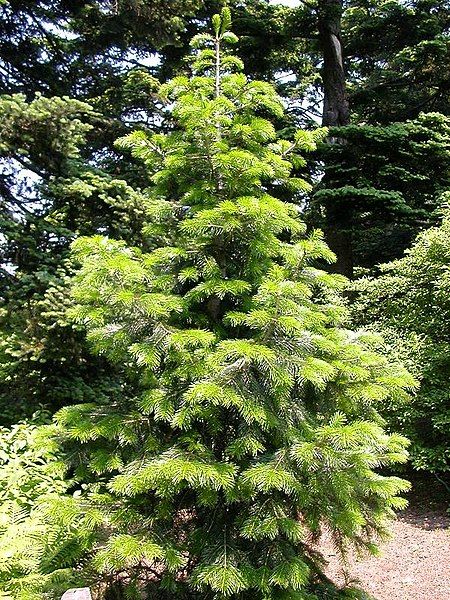 File:Abies pindrow.jpg