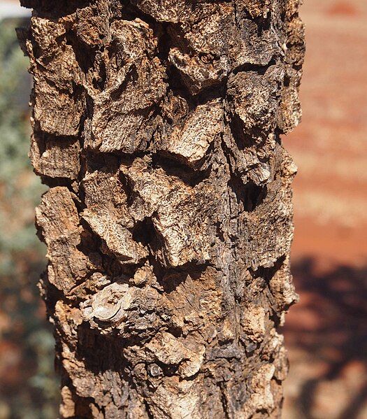 File:Acacia inaequilatera bark.jpg