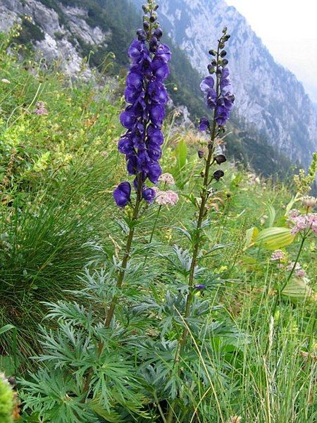 File:Aconitum tauricum PID989-1.jpg