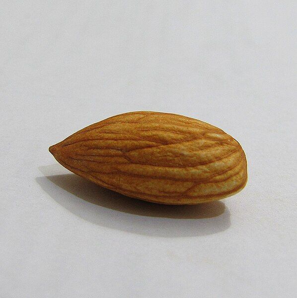 File:Almond shelled-01.JPG