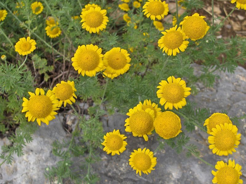 File:Anthemis tinctoria.JPG