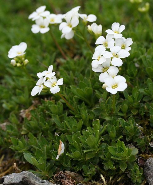 File:Arabis scopoliana 01.jpg