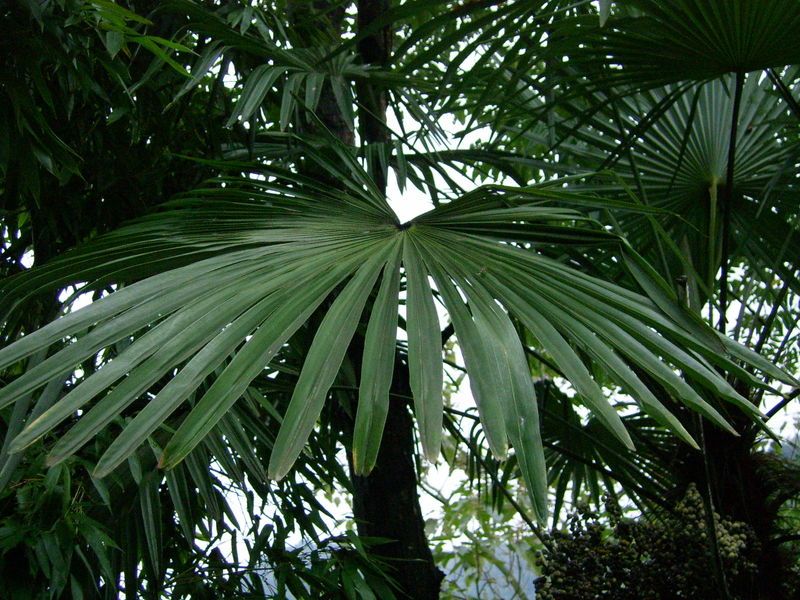 File:Arecaceae-zhejiang2005-2.JPG