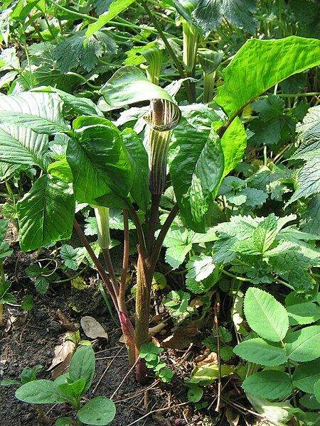 File:Arisaema triphyllum02.jpg