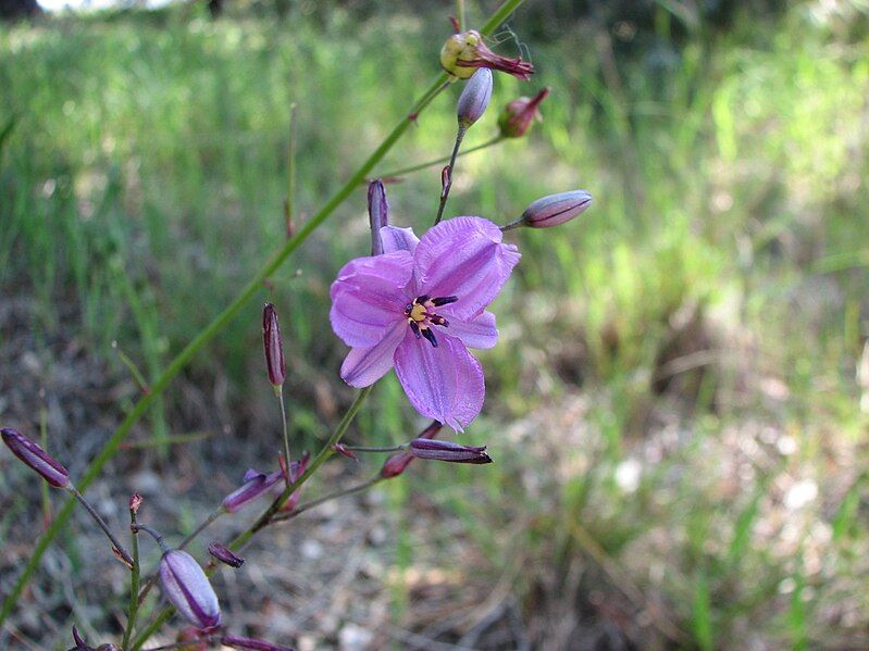 File:Arthropodium strictum.jpg