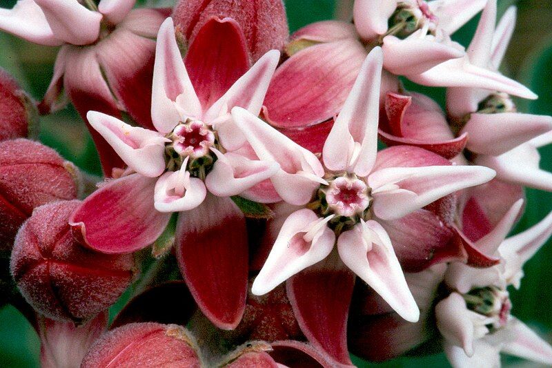 File:Asclepias speciosa.jpg