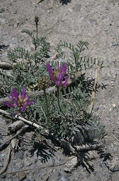 File:Astragalus purpureus 001.JPG