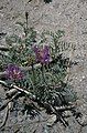 Astragalus purpureus