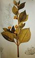 Botanical illustration of Atropa baetica, Andalusian belladonna