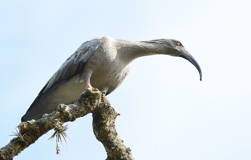 File:Bandurria-UY-Theristicus caerulescens.jpg