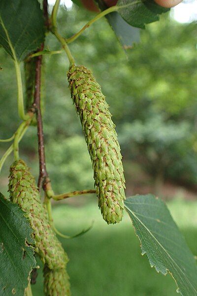 File:Betula kenaica kz04.jpg