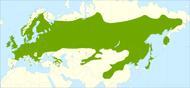 File:Betula pendula range.svg