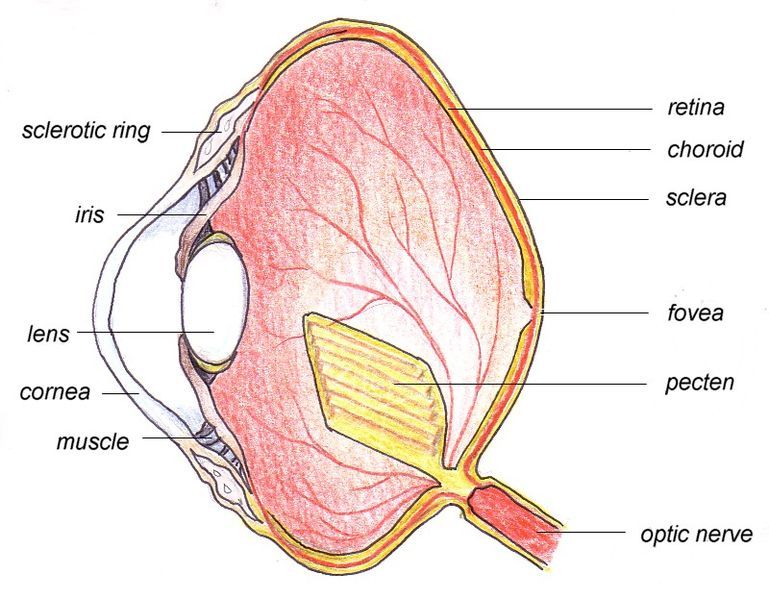 File:Birdeye.jpg