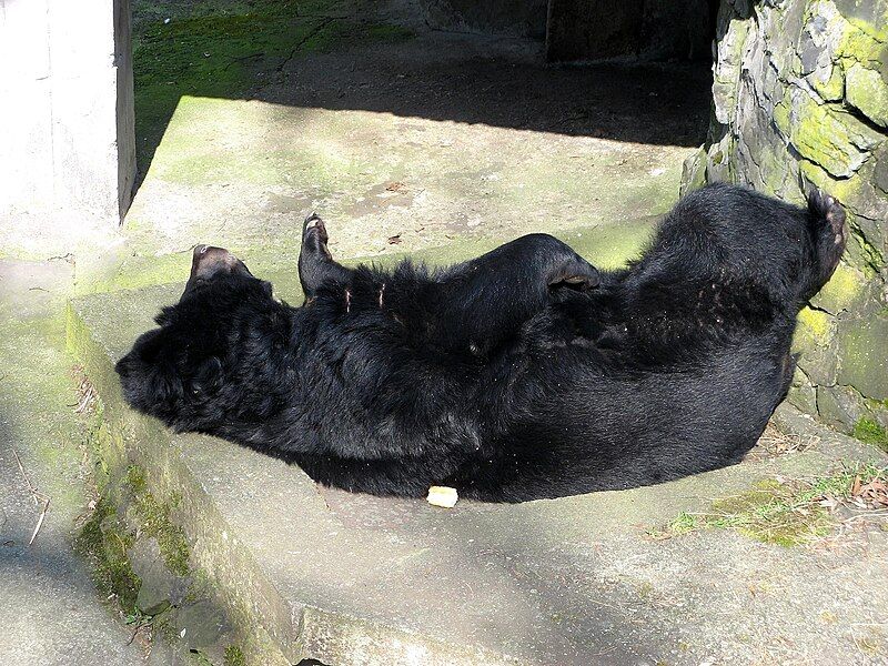 File:Black bear sleeping.jpg